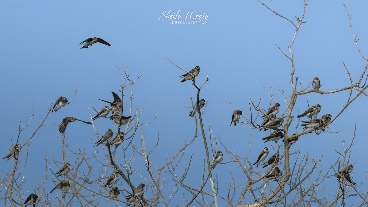 Cliff Swallow - ML647147547