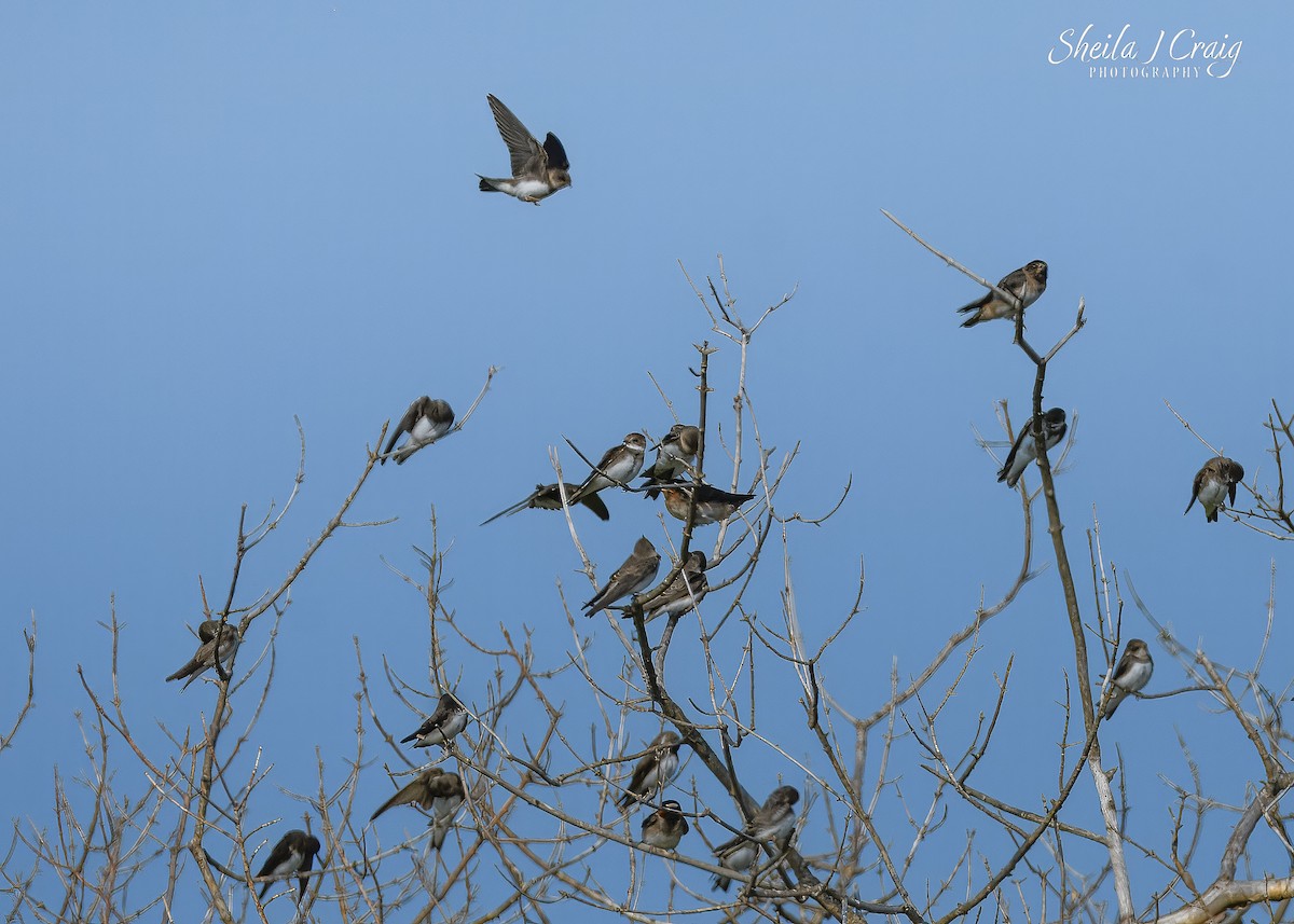 Cliff Swallow - ML647147548