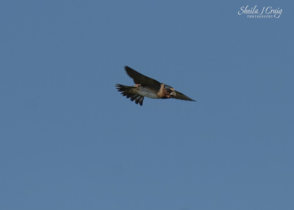 Cliff Swallow - ML647147553