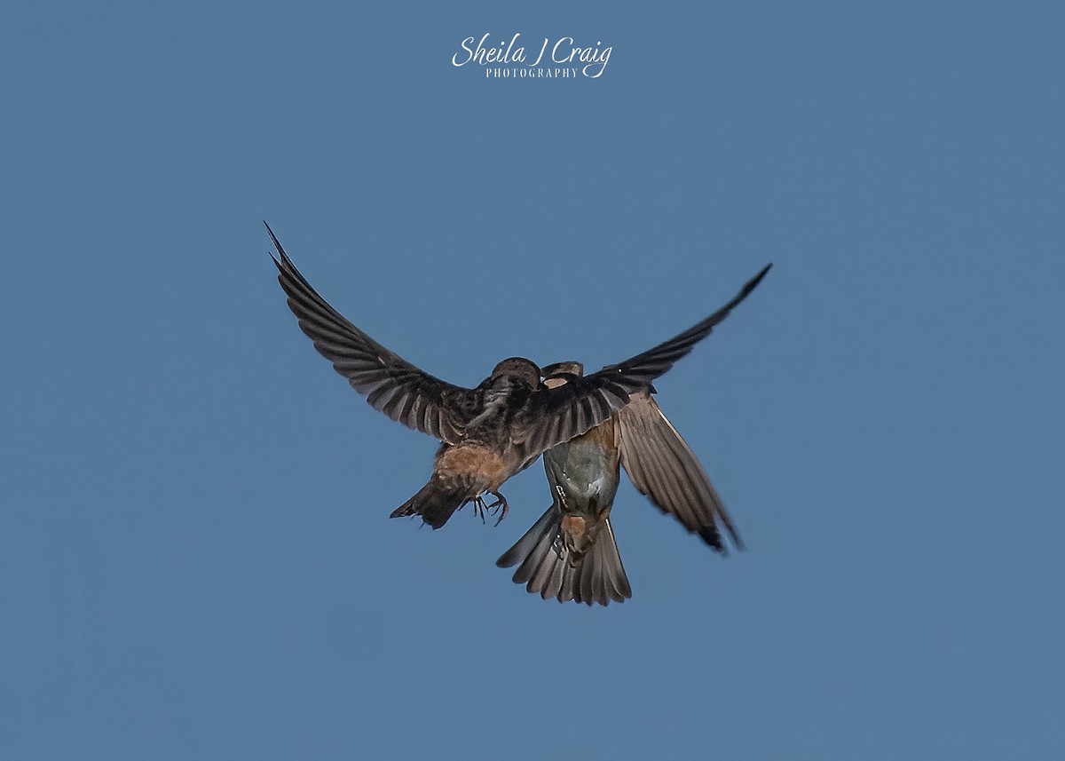 Cliff Swallow - ML647147555