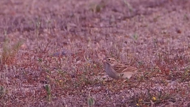 shoshonespurv - ML647147558