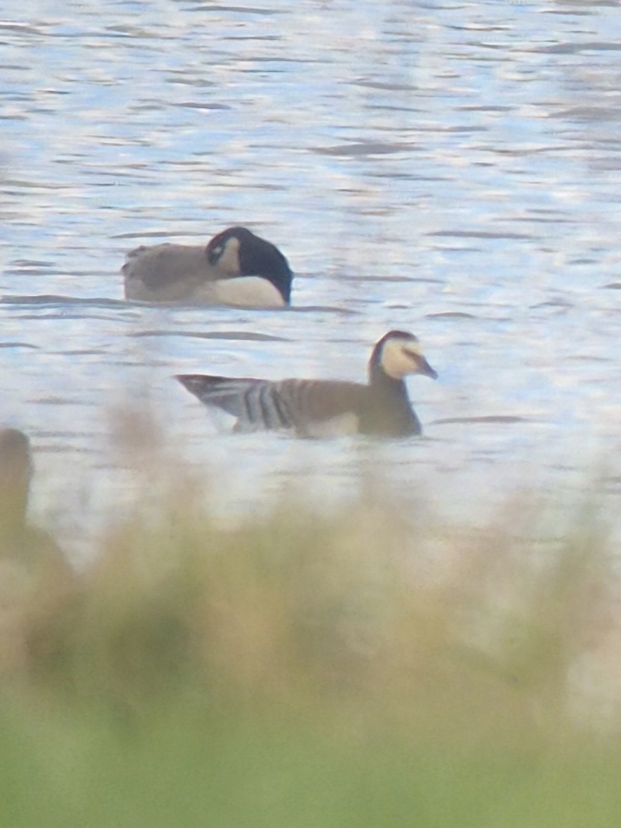 berneška bělolící - ML647147564