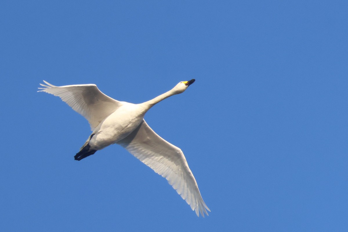 Tundra Swan (Bewick's) - ML647147576