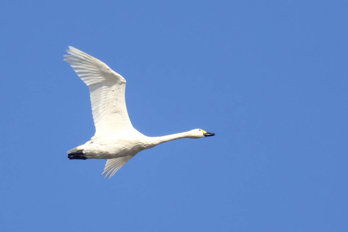 Tundra Swan (Bewick's) - ML647147578