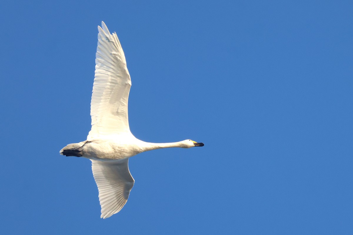 Tundra Swan (Bewick's) - ML647147579