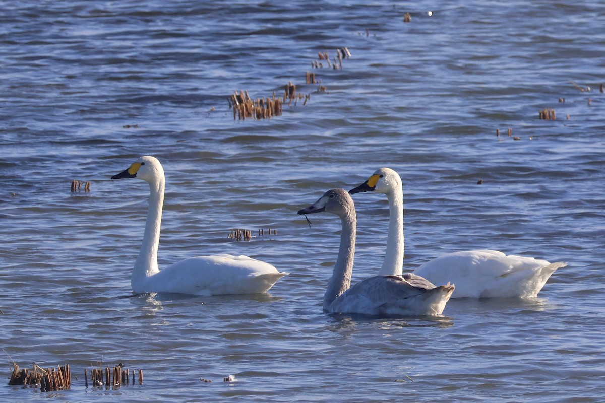 Tundra Swan (Bewick's) - ML647147580