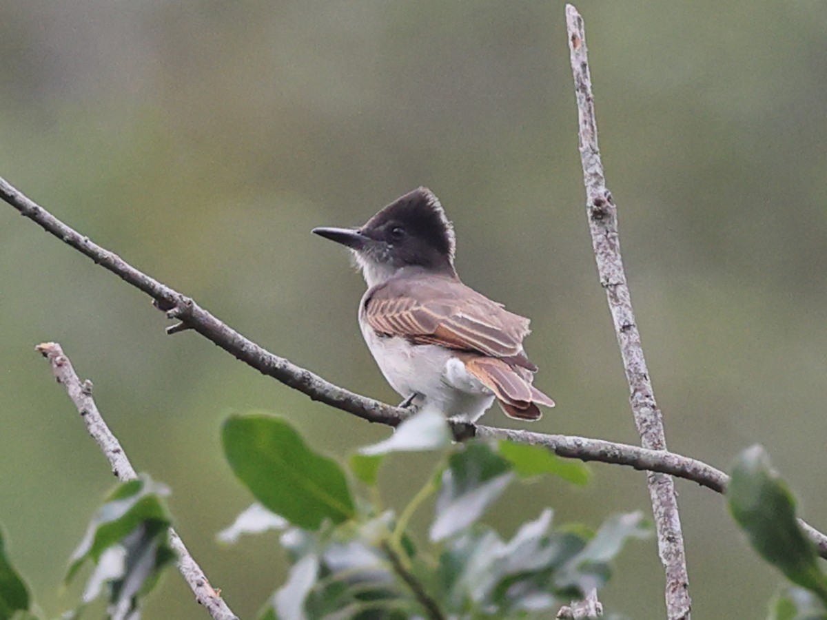 Loggerhead Kingbird (Hispaniolan) - ML647147581