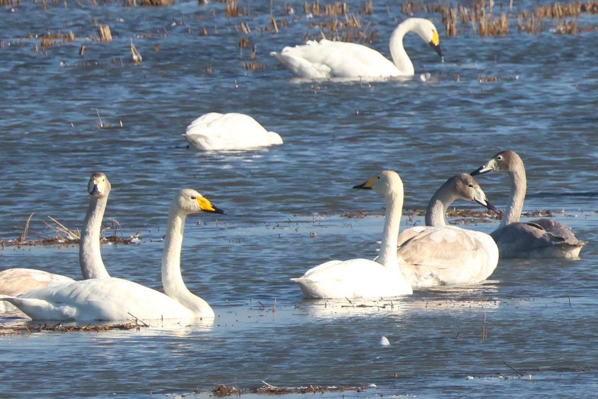 Whooper Swan - ML647147590