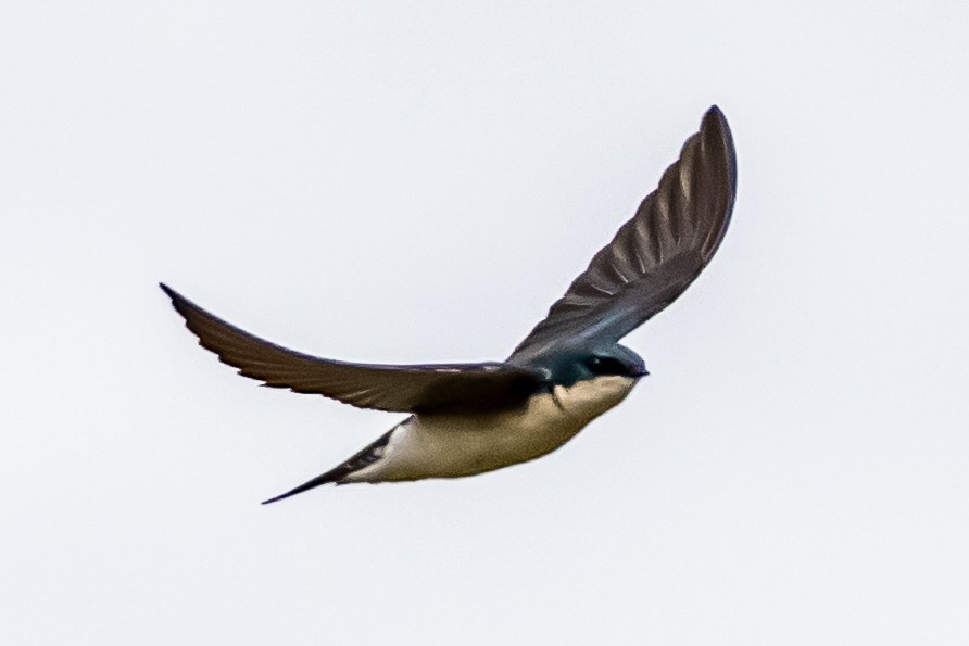 Tree Swallow - ML647147591