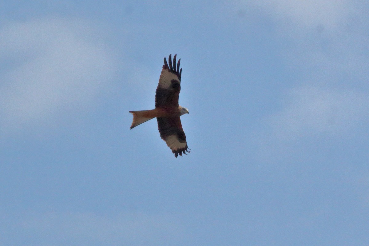 アカトビ - ML647147596