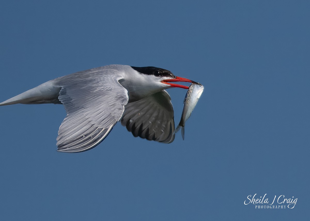 Эгэл хараалай - ML647147599