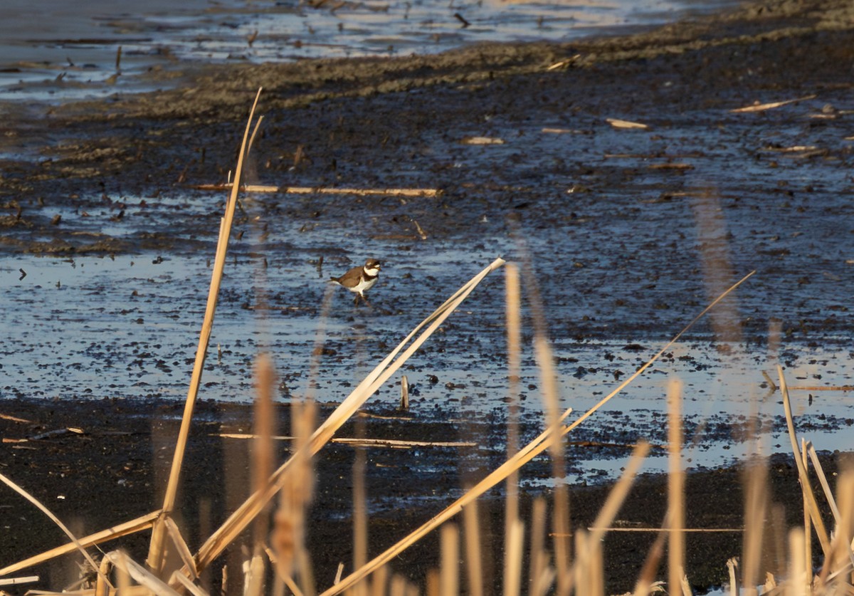 Semipalmated Plover - ML647147600
