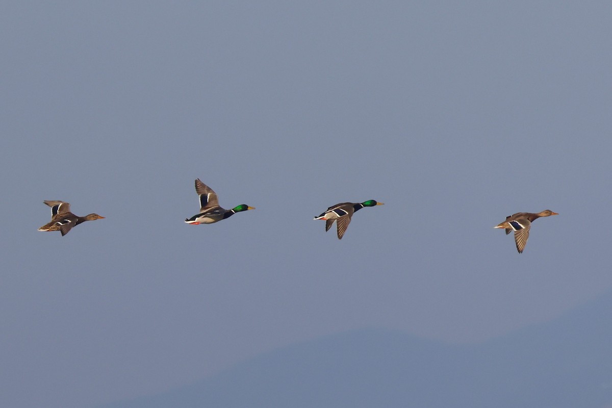 Mallard - ML647147605