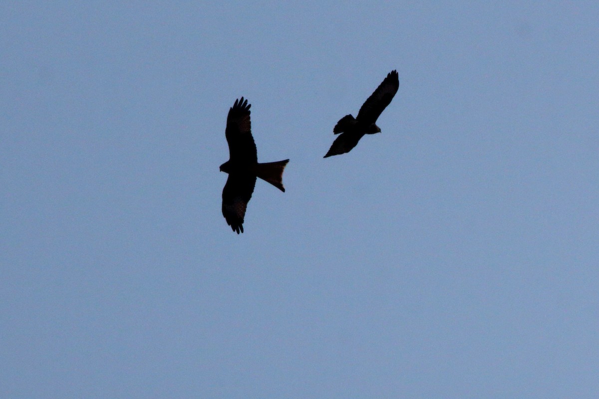 アカトビ - ML647147606