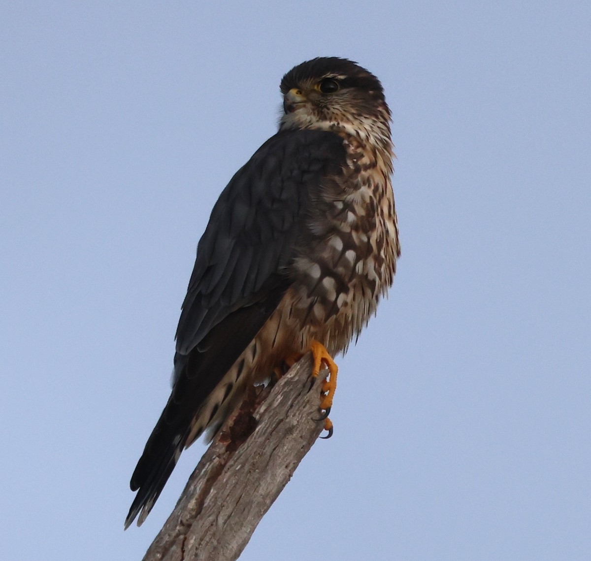 Merlin - ML647147607