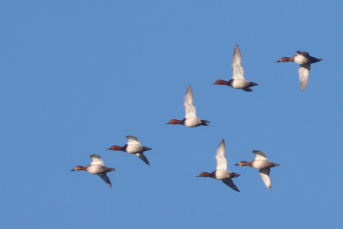 Common Pochard - ML647147616