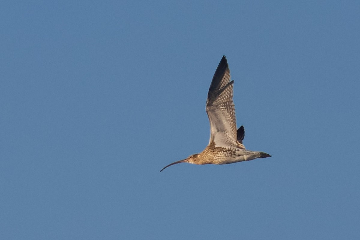 Eurasian Curlew - ML647147632