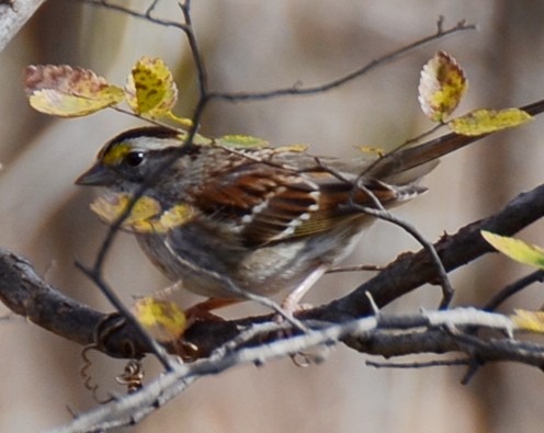 White-throated Sparrow - ML647147638