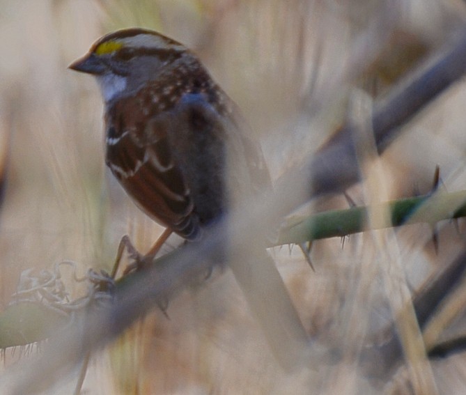 White-throated Sparrow - ML647147639