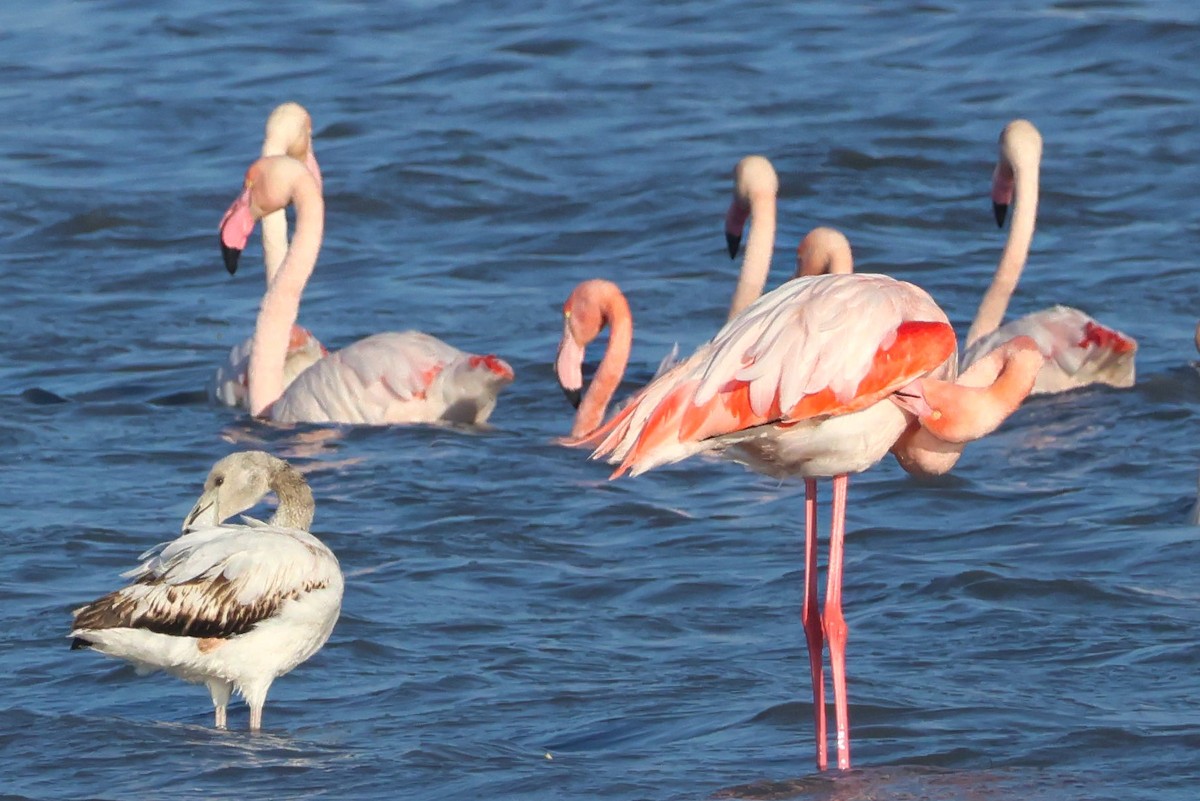 Greater Flamingo - ML647147646