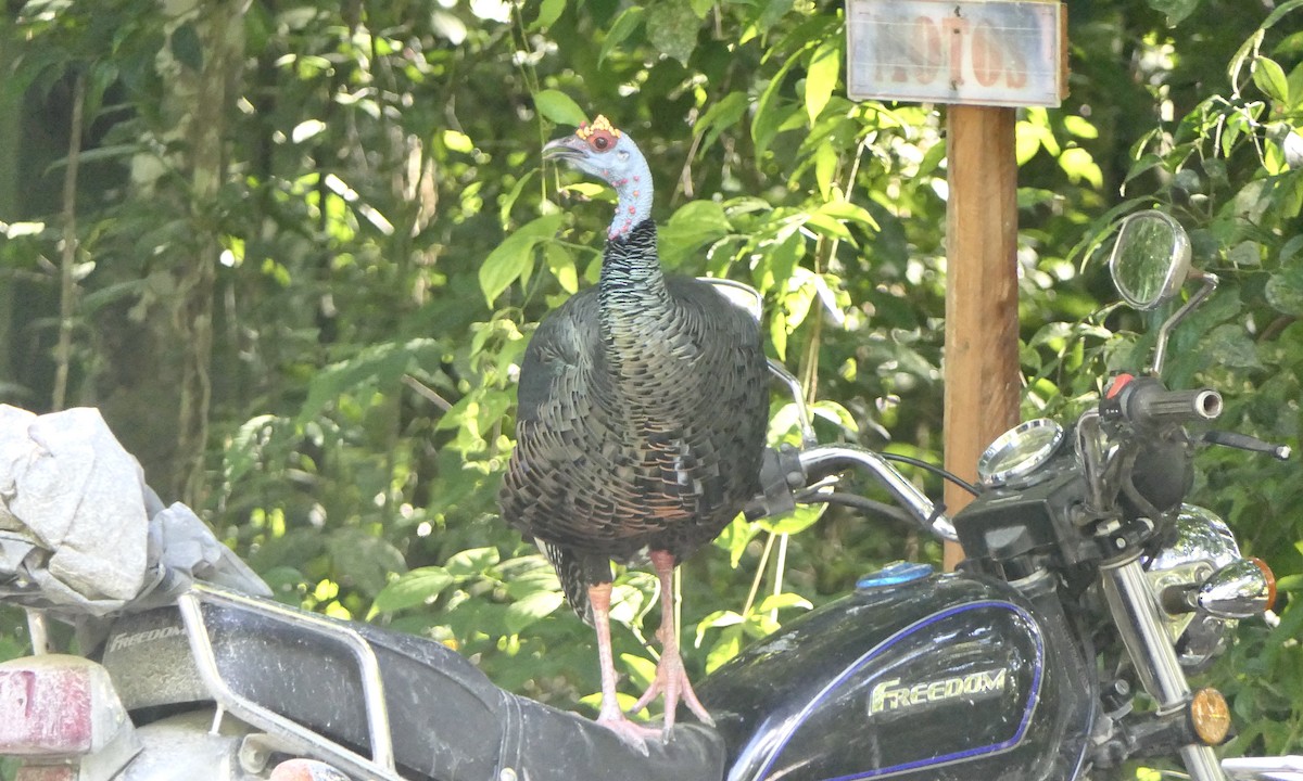 Ocellated Turkey - ML647147650