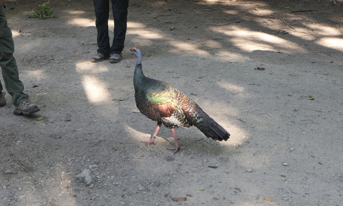 Ocellated Turkey - ML647147659