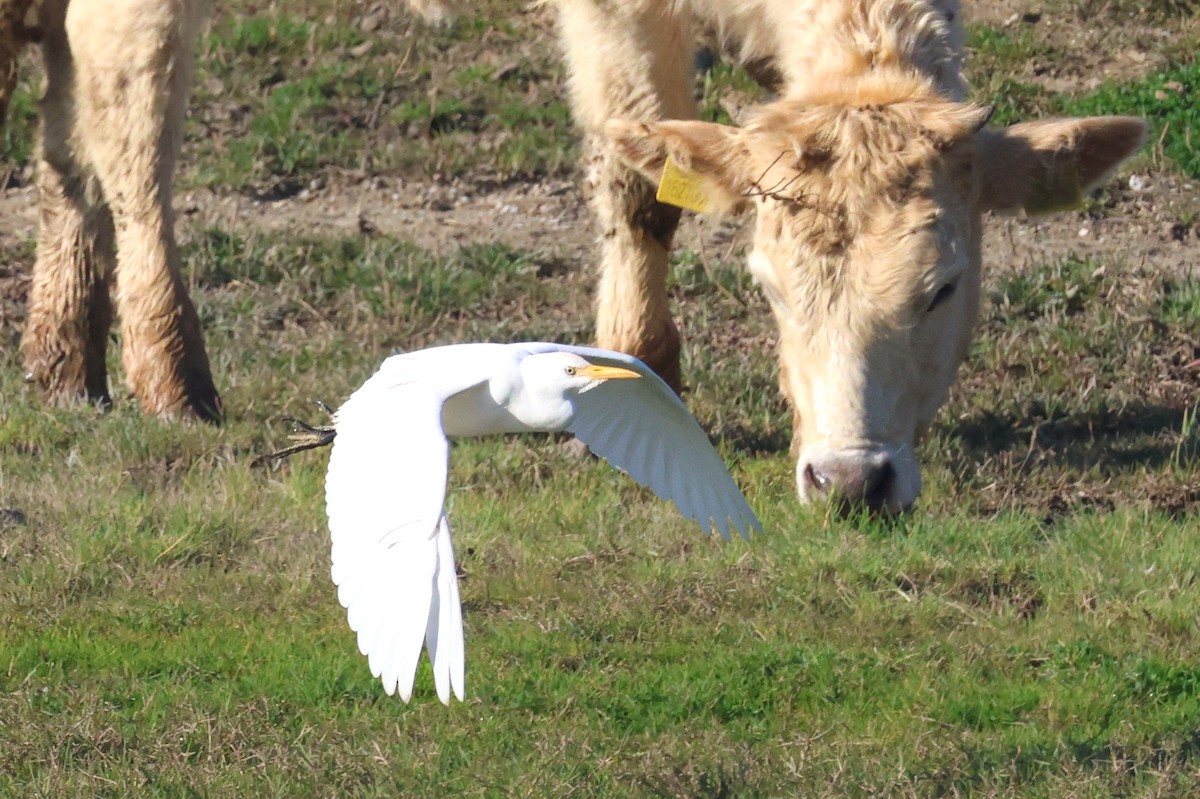Western Cattle-Egret - ML647147663