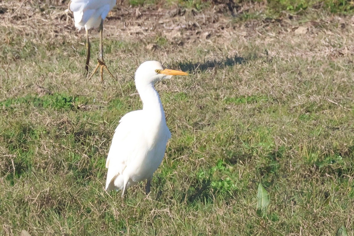 Western Cattle-Egret - ML647147664