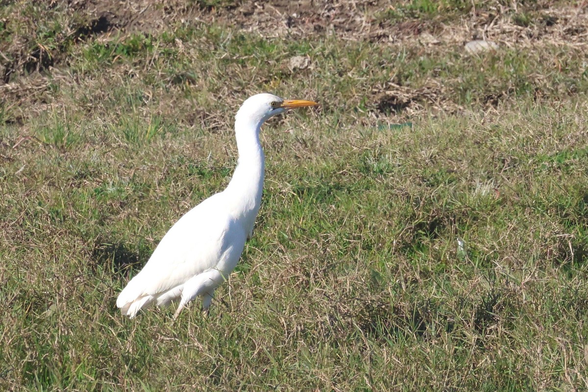 Western Cattle-Egret - ML647147665