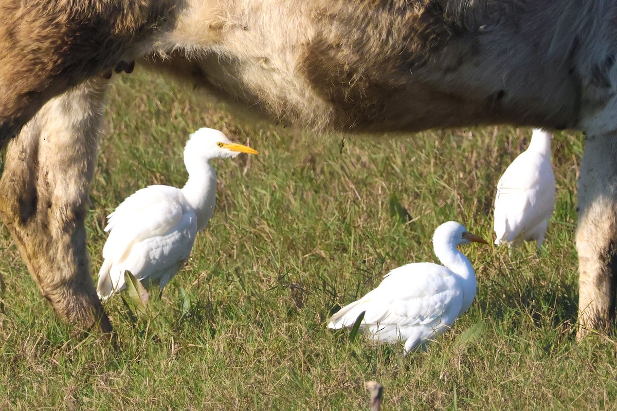 Western Cattle-Egret - ML647147666