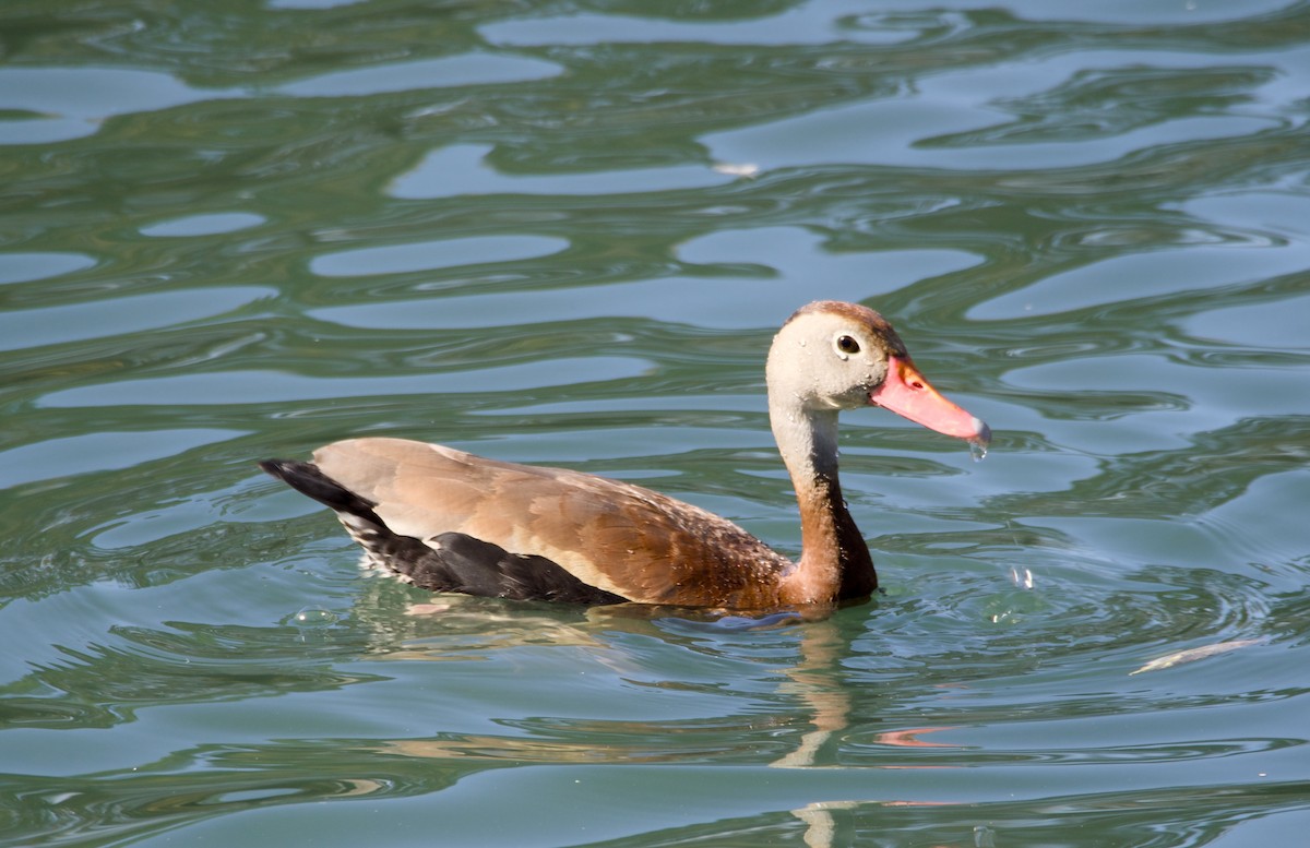 Black-bellied Whistling-Duck - ML647147678