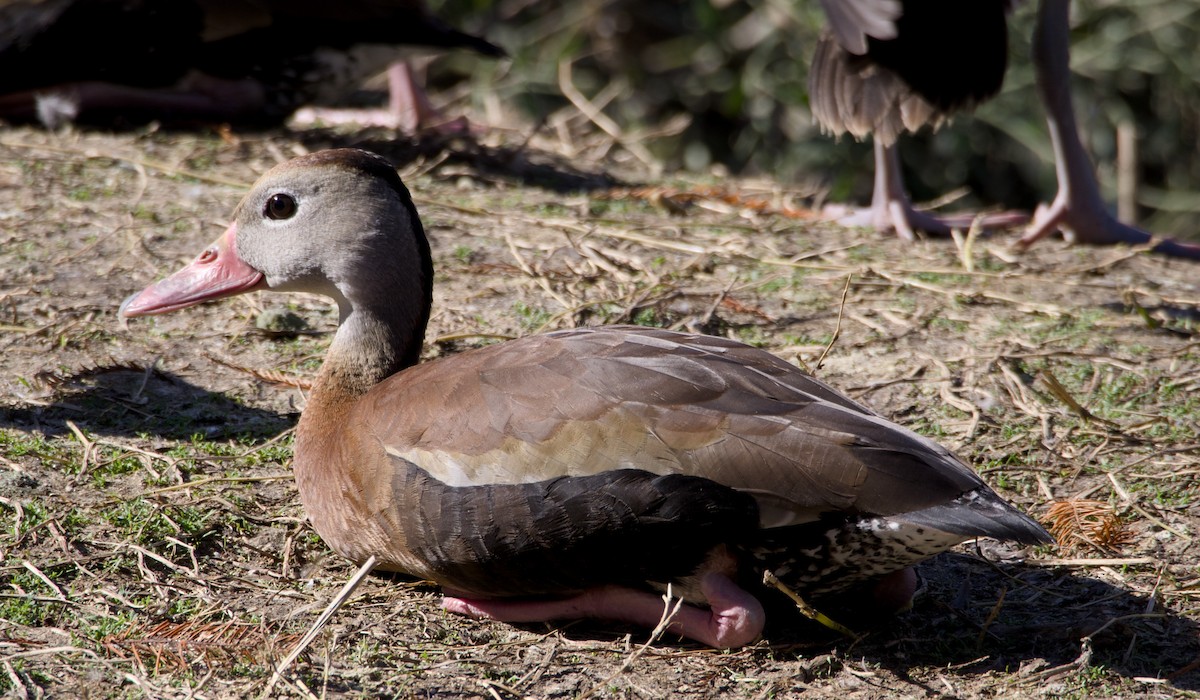 Black-bellied Whistling-Duck - ML647147679