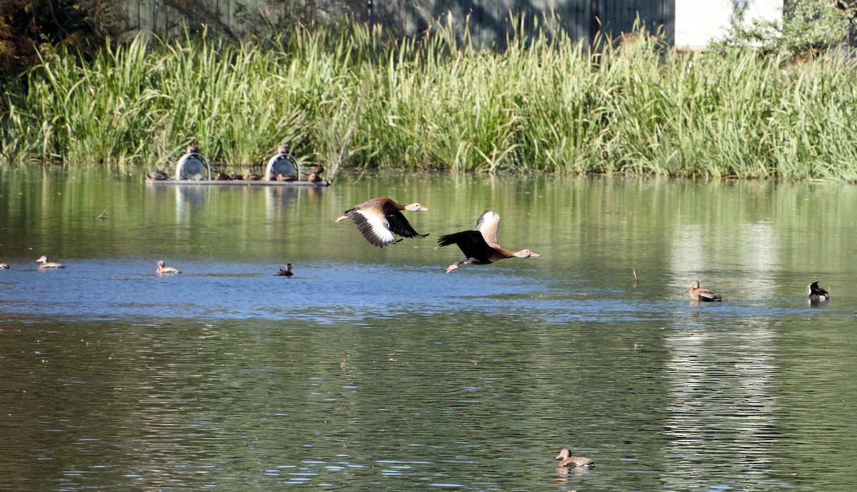 Black-bellied Whistling-Duck - ML647147681