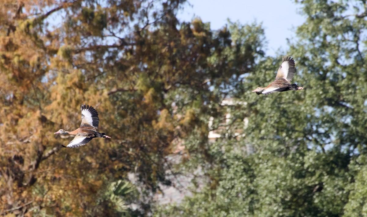 Black-bellied Whistling-Duck - ML647147682