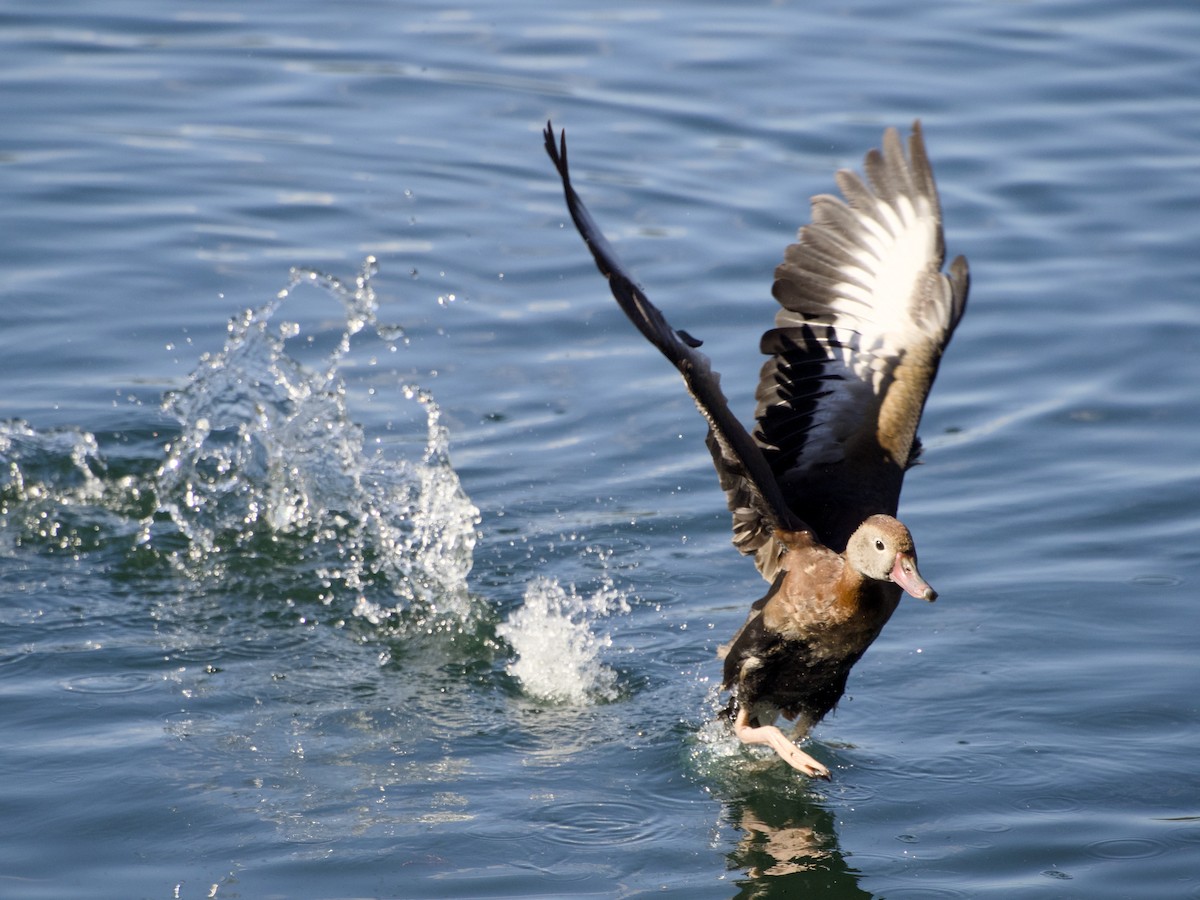 Black-bellied Whistling-Duck - ML647147683
