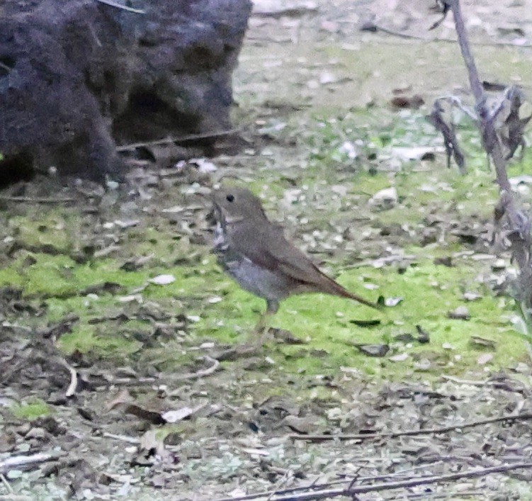 קיכלי חלוד-זנב - ML647147684