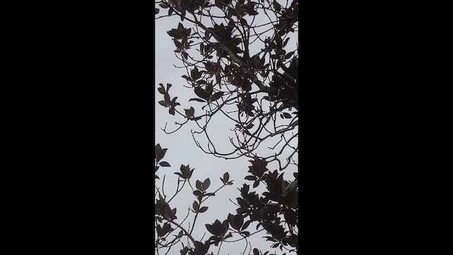 sommerpiranga - ML647147688