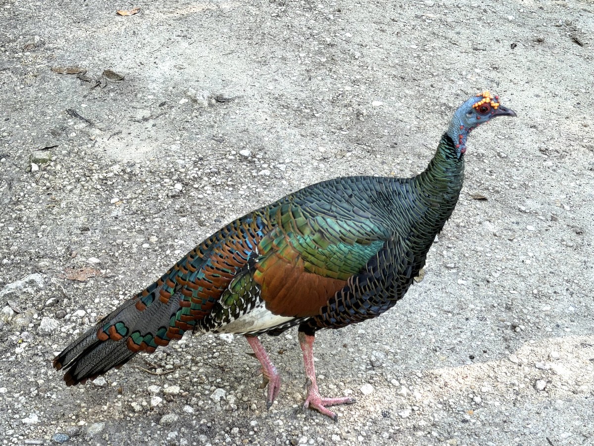Ocellated Turkey - ML647147691