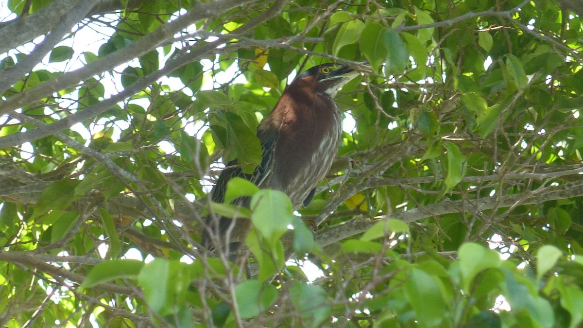 volavka zelenavá - ML647147692