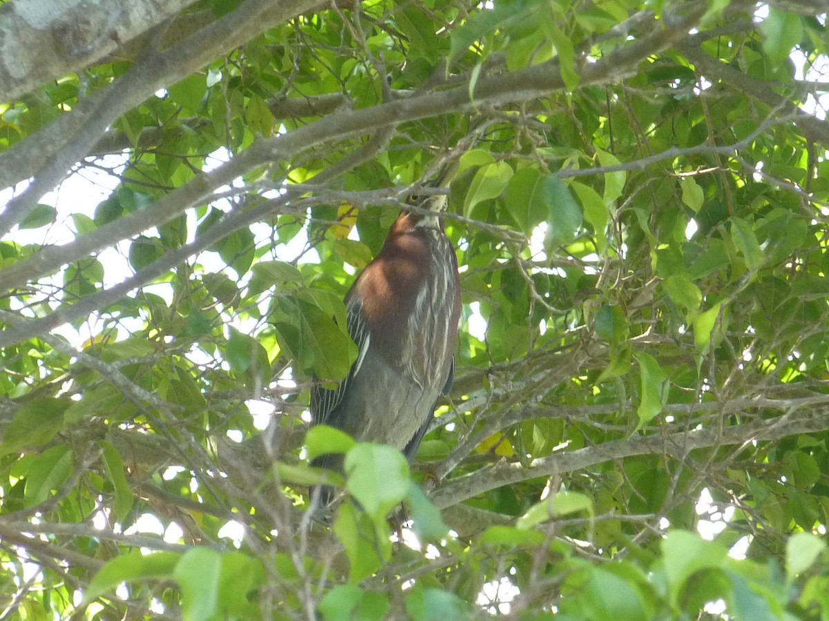 volavka zelenavá - ML647147693