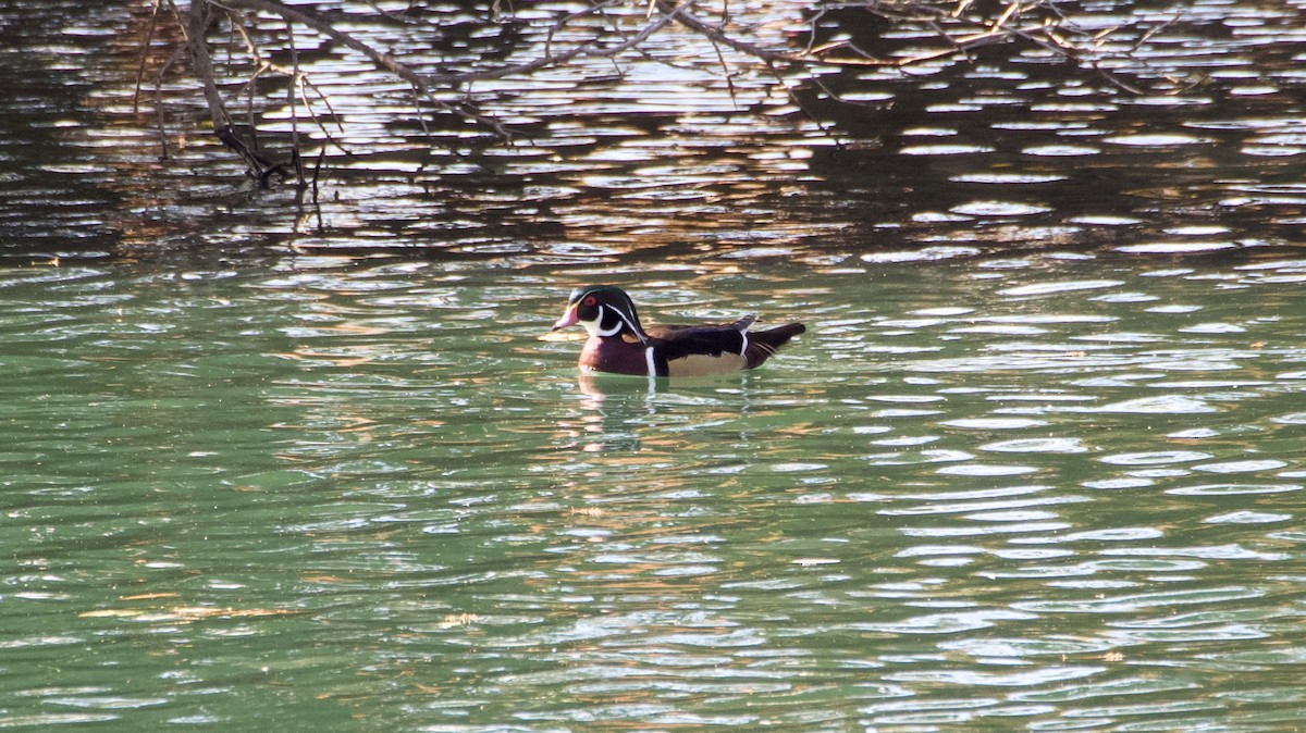 Wood Duck - ML647147694