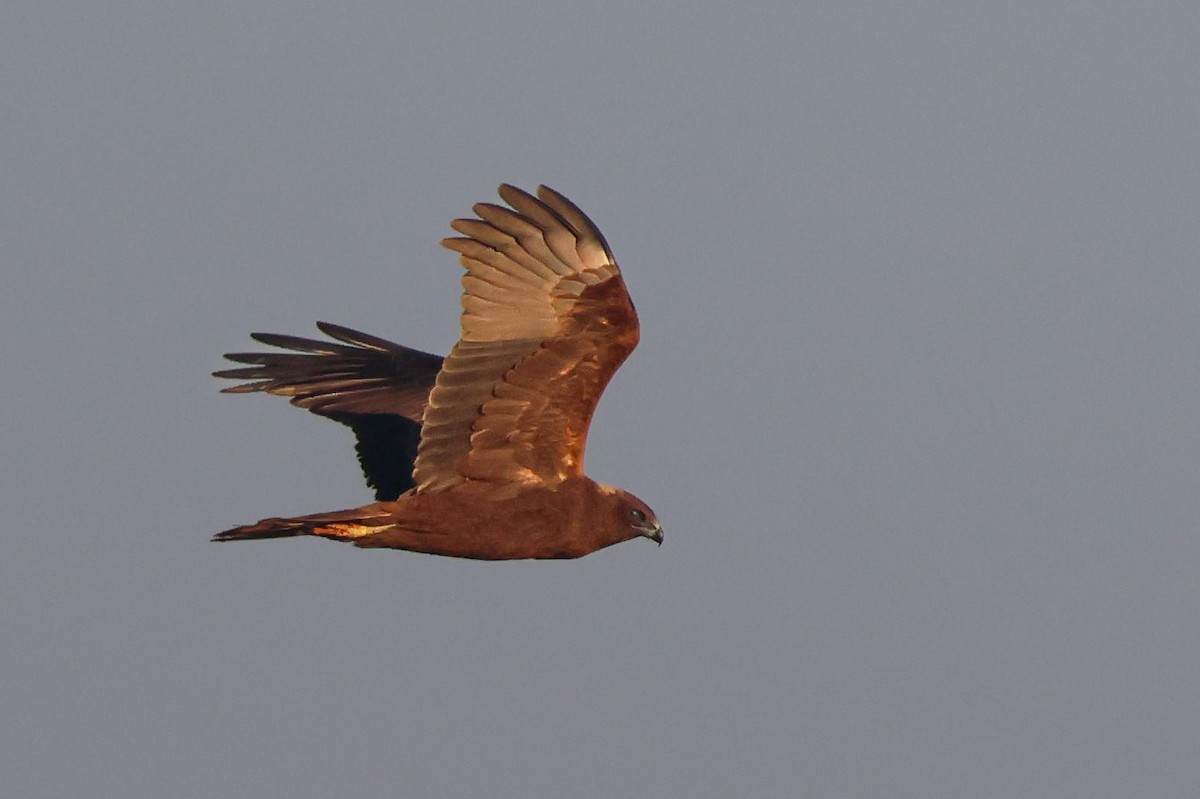 Western Marsh Harrier - ML647147699