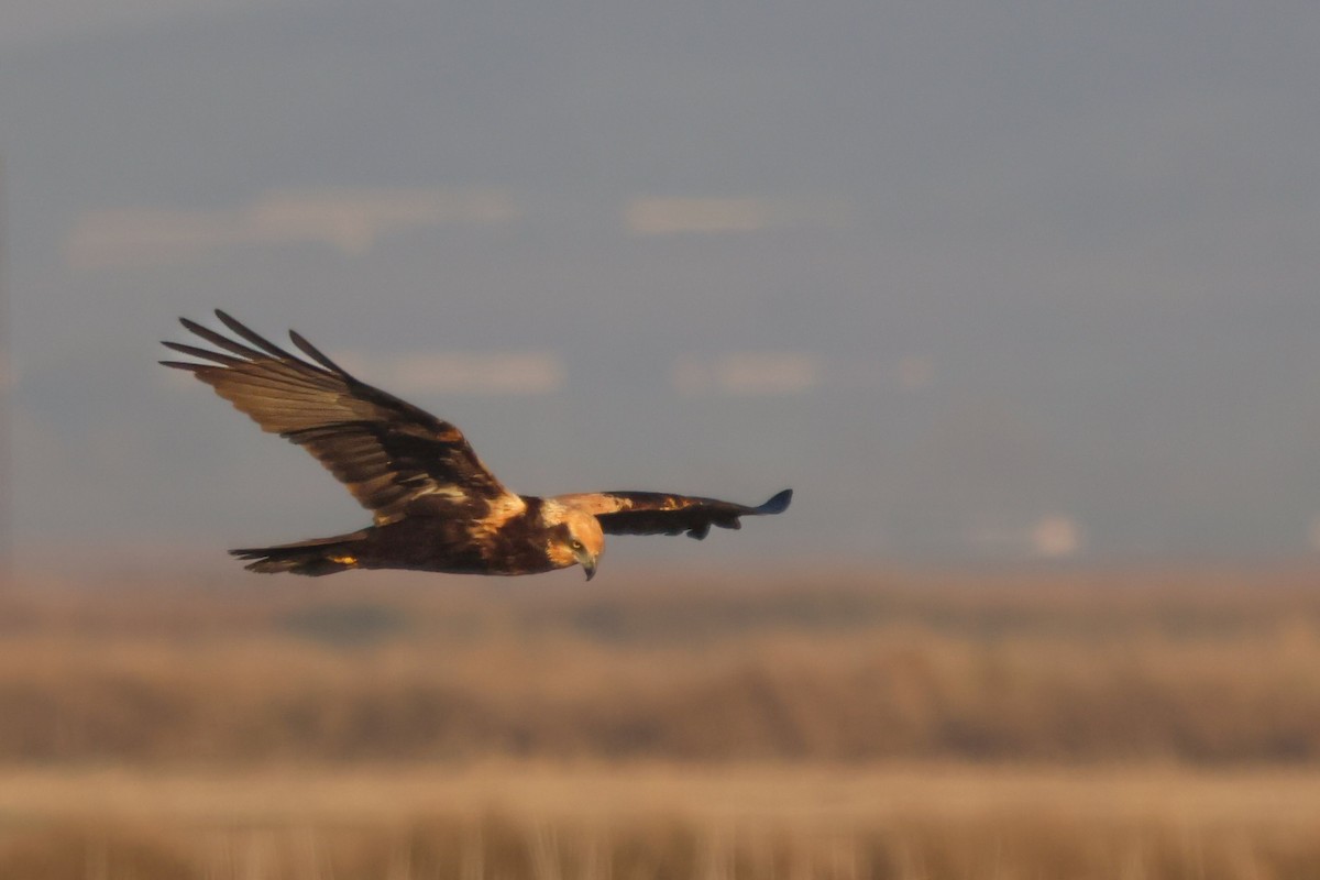 Western Marsh Harrier - ML647147700