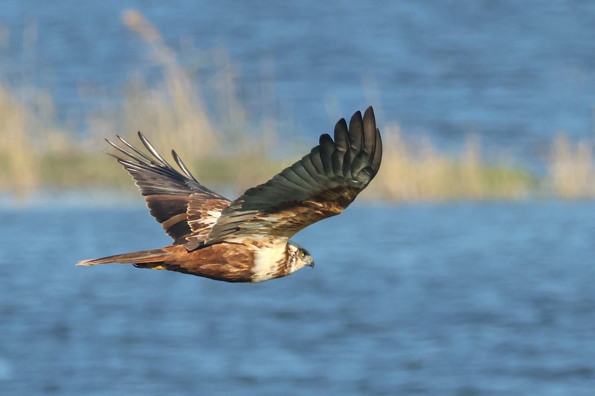 Western Marsh Harrier - ML647147701