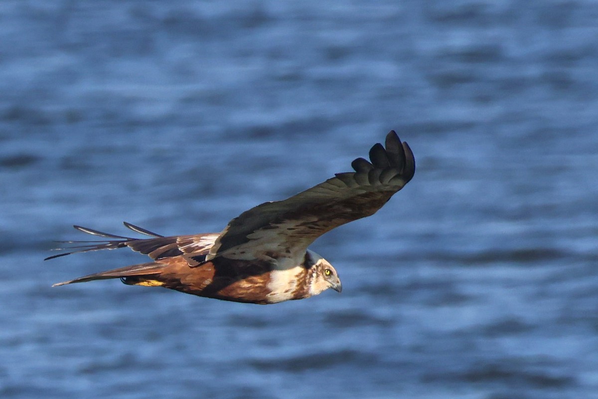 Western Marsh Harrier - ML647147702