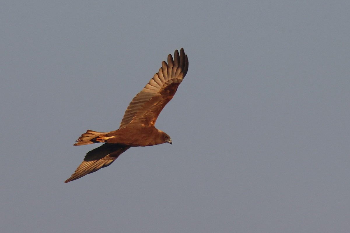 Western Marsh Harrier - ML647147704