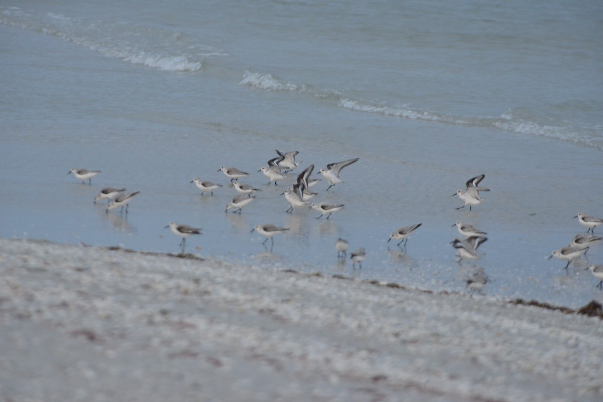 三趾濱鷸 - ML647147707