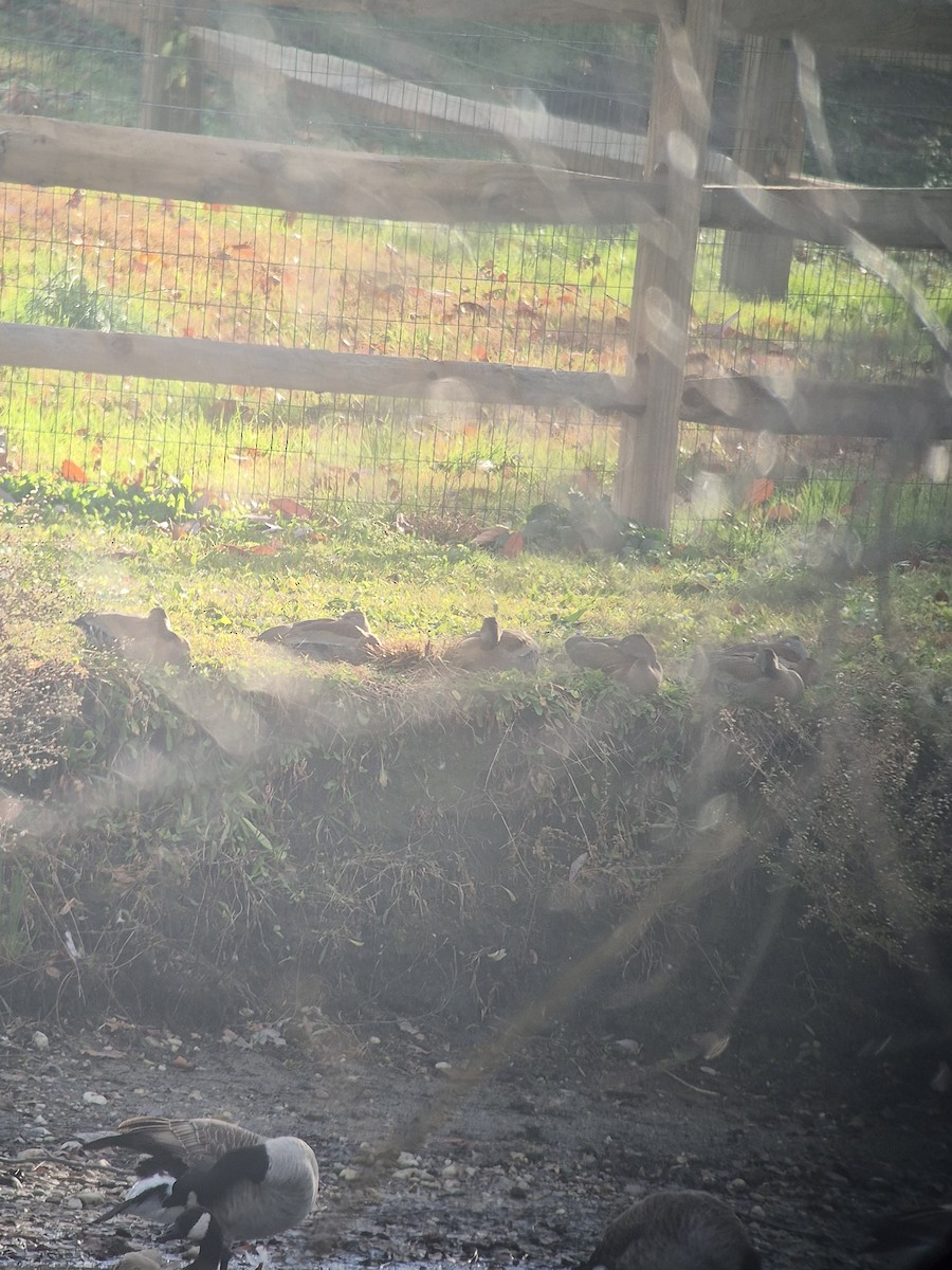 husička černobřichá - ML647147711