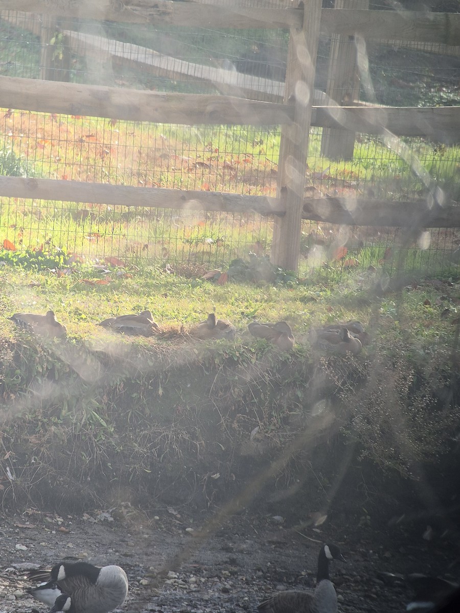 husička černobřichá - ML647147712