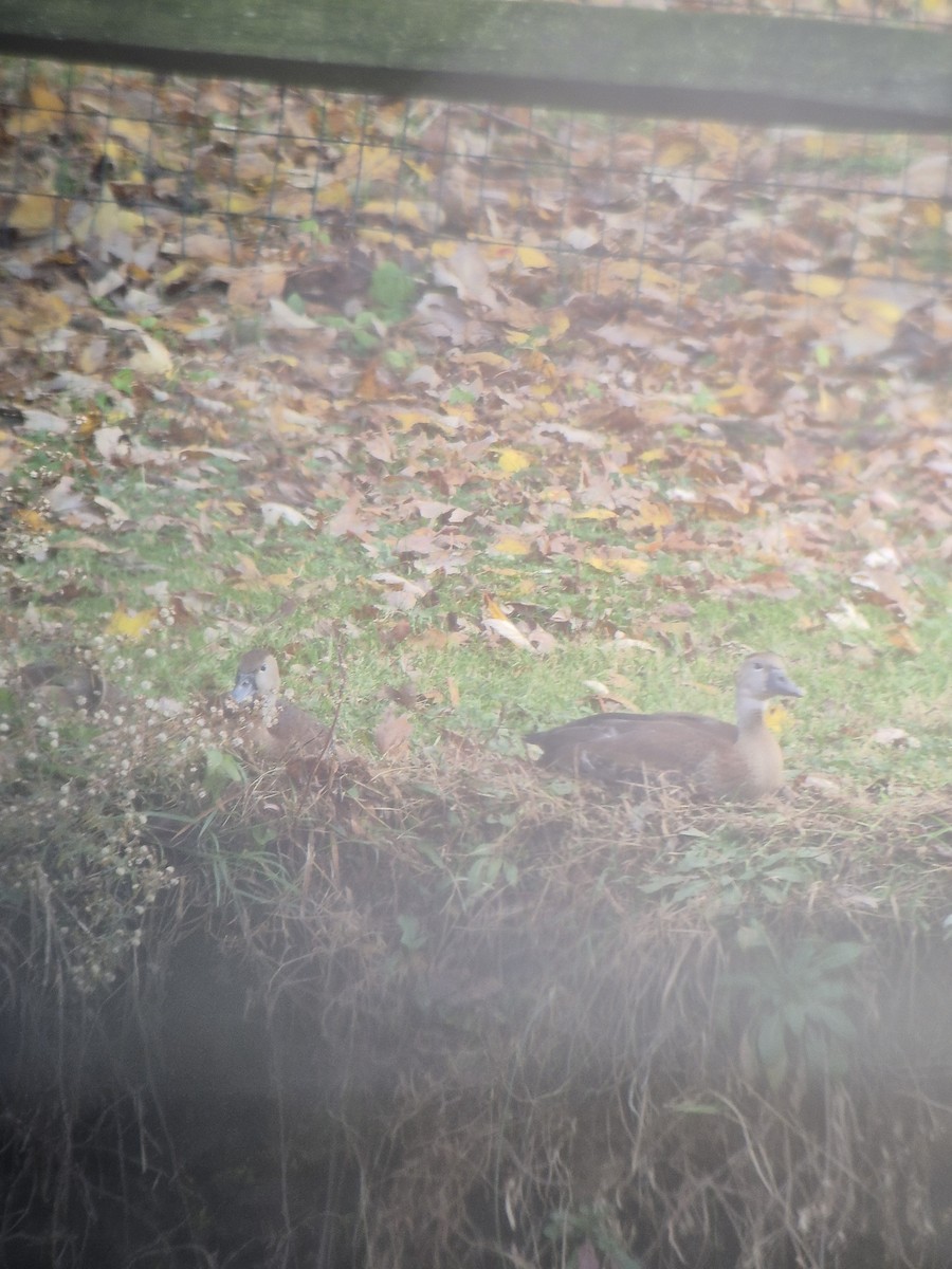 husička černobřichá - ML647147713